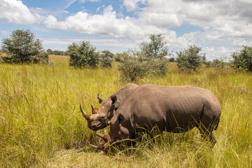 Fototapeta premium Couple of White Rhinos or square-lipped rhinoceros (Ceratotherium simum) in Imire Rhino & Wildlife Conservancy, Zimbabwe