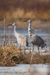 a Sandhill Crane pair, in the migration period, resting after courtship