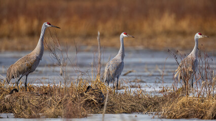 three Sandhill Crane, in the migration period