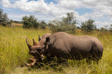 Couple of White Rhinos or square-lipped rhinoceros (Ceratotherium simum) in Imire Rhino & Wildlife Conservancy, Zimbabwe