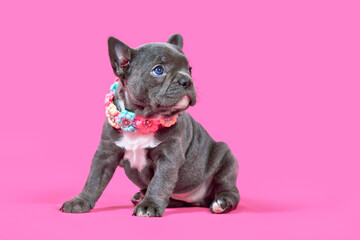 Blue French Bulldog dog puppy with woven flower collar sitting in front of pink background