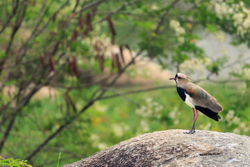 Quero-quero, ou abide-do-sul, Vanellus Chilensis, também conhecido como tetéu, São Paulo, Brasil