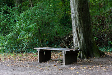 Old bench in the forest near a big tree