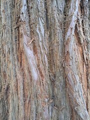 Obraz premium Close Up of Bark on Tree Stump. Old tree. many years old. carbon sink. close up of bark.macro photography. multi use. blog. article. background or backdrop. sunlight on bark. High quality photo