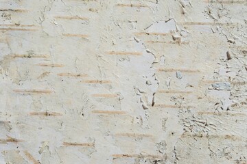Birch bark is the natural background of the tree. Spotted pattern