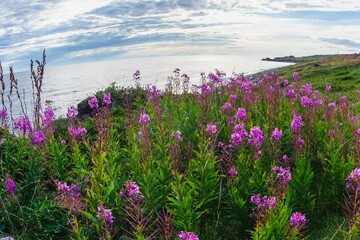 Obraz premium Soft focus flowers. Flora of the Arctic Circle- Kola Peninsula. Murmansk region- coast of the White Sea