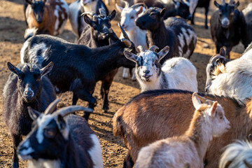 flock of sheep goats and rams