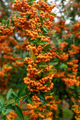 Obraz premium Branches of pyracantha shrub Orange glow
