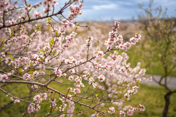 Blooming branches covered flowers, picturesque cityscape Prague in spring time. Flowering apple park Petrin in sun light. 