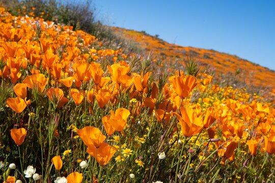 Super bloom 2023 in Perris California