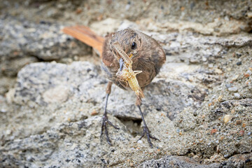 Black redstart female bird with insect for chicks (Phoenicurus ochruros)