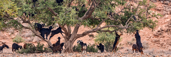Goats graze in argan trees, Morocco