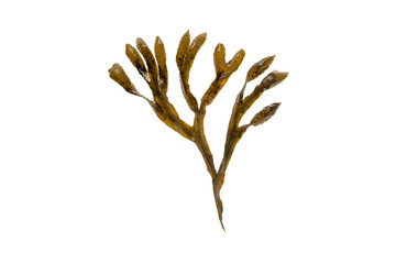 Fucus vesiculosus, bladder wrack, black tang, rockweed, sea grapes, bladder fucus, sea oak, cut...