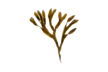 Fucus vesiculosus, bladder wrack, black tang, rockweed, sea grapes, bladder fucus, sea oak, cut weed, dyers fucus, red fucus 
or rock wrack brown seaweed isolated transparent png
