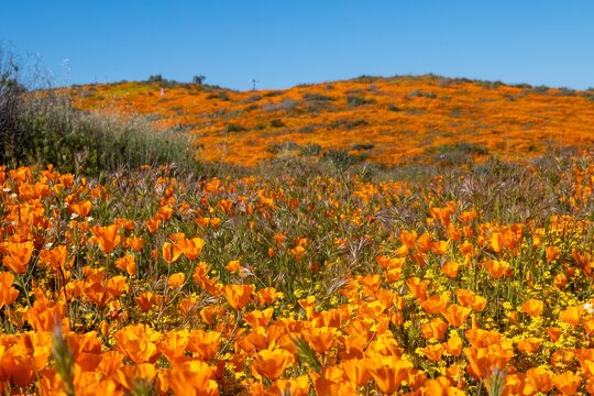 Super bloom 2023 field of poppies in Perris, California