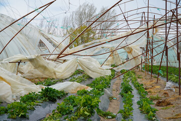 strong wind endangering the early crops. the destruction of solariums due to strong winds.