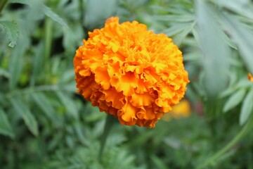 orange flower in the garden