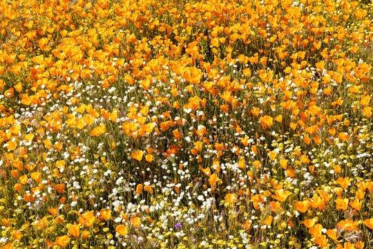 Golden poppies and yellow flowers in the hills of Perris, California 2023 Super Bloom