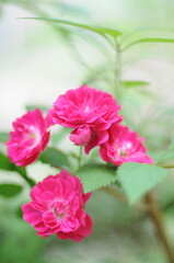 Obraz premium pink rose flower