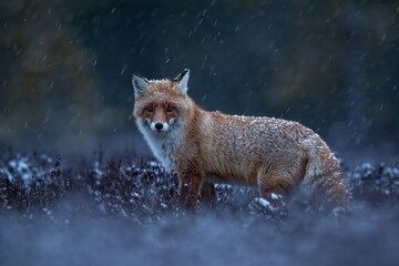 Red fox at dawn, winter bog scenery snowing