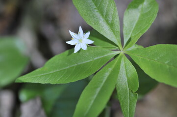 wildflower star flower