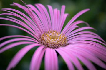 close up of pink daisy