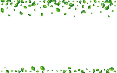 Lime Leaves Herbal Vector White Background.
