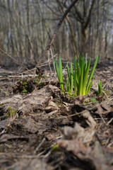 Green young sprouts of primroses in early spring in the forest. Grasses breaking through last year's leaves, reaching for the sun. Spring scenery. Close-up, natural blurred background, selective focus