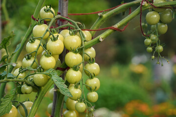 Bunch of green unripe tomatoes growing on small bush in garden, closeup detail