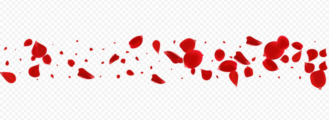 Pink Rose Tender Vector Panoramic Transparent