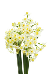 Bunch of narcissus