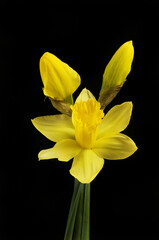 Daffodils against black