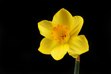 Fototapeta na wymiar Yellow daffodil against black
