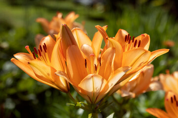 orange lily flowers in the garden