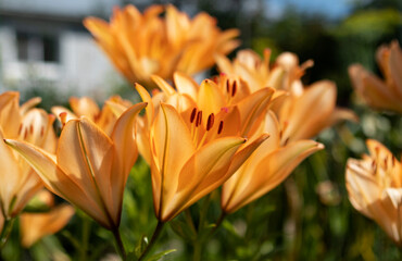 orange lily flowers in the garden