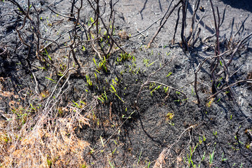 Aftermath of the ground after a wildfire