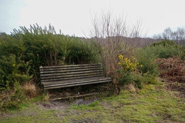 Old wooden bench in woodland 