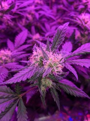 close up of a cannabis flower bud