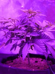 Young Cannabis Plant Under Purple Light