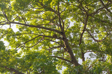 Fototapeta premium green leaves and sun