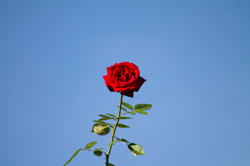 red rose against blue sky