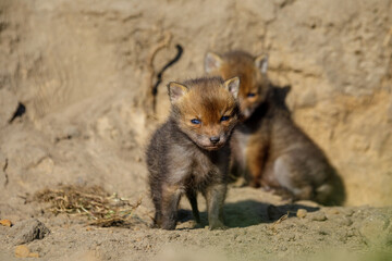 Fuchswelpen vor Fuchsbau