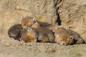 Fuchswelpen kuscheln und schlafen vor Fuchsbau