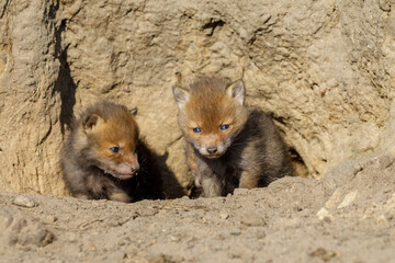 Fuchswelpen schauen aus Fuchsbau