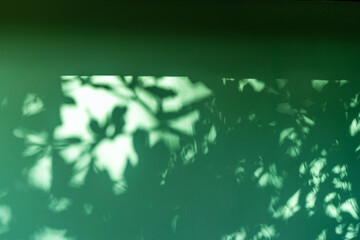 Shadows of tropical foliage on a green wall in the Caribbean