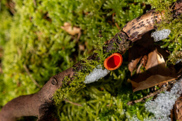 Spring red mushroom close-up on a background of green moss.