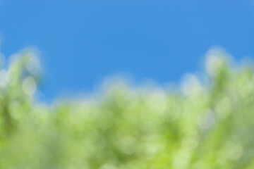 Fototapeta premium Out of Focus Springtime Background Horizontal Blue and Green