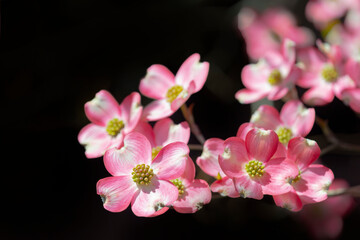 Pink Dogwoods On Black Background With Copy Space Horizontal