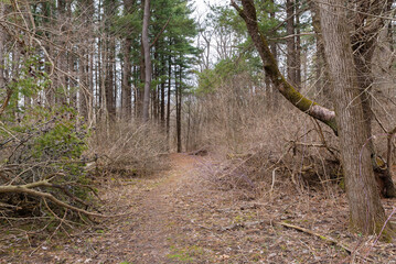 Obraz premium Hiking Trail.