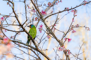 Taiwan barbet bird stand on sakura tree